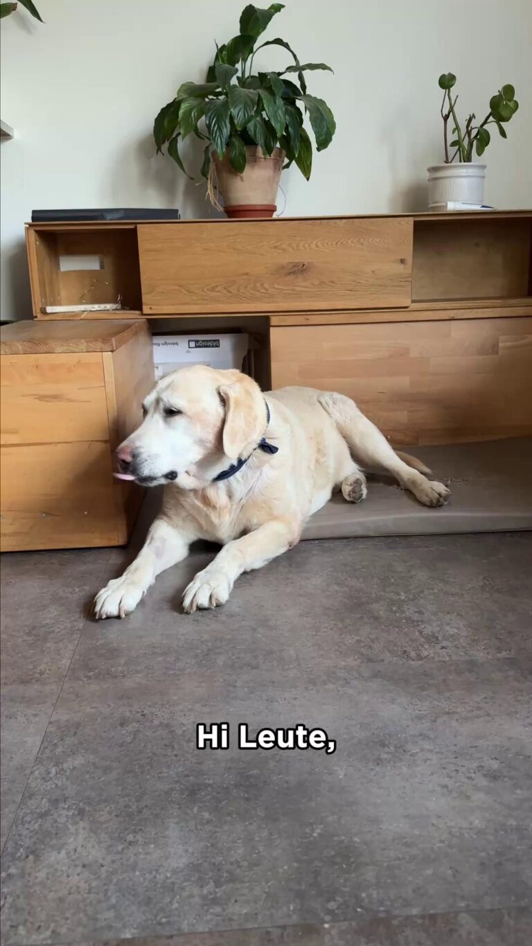 Bei Max zuhause dreht sich alles ums Futter. 🥣🐕

Nach seiner OP braucht er Spezialfutter – teuer, aber wichtig.
Mit „Tierisch wichtig“ helfen wir unseren Senioren und ihren tierischen Freunden bei den Kosten für Futter oder Spezialnahrung. 💛

👉 Spende eine Futterbox - Link 🔗 in der Bio ⬆.

#TierischWichtig #LichtblickSeniorenhilfe #Futterbox #Seniorenhilfe #TiereUndSenioren #GemeinsamStark